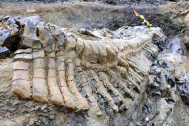 ArtScience Museum Gelar Pameran Dinosaurus Terbesar di Asia Tenggara